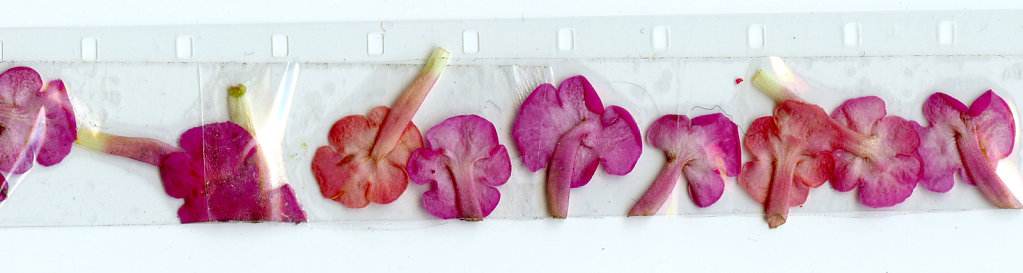 Pellicule-fleurs