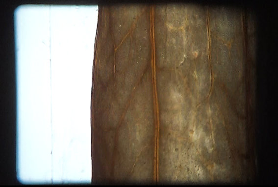 photogramme-film-en-cours-BD.jpg