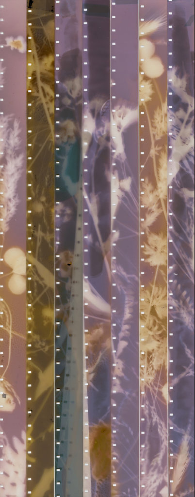 FLEURS / JARDIN